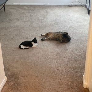 Meet your Posher, Demetrianna